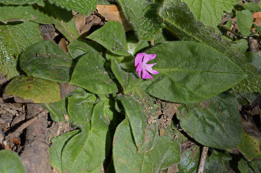 Fioritura ottobre, Silene dioica